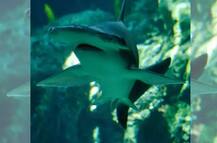 वैज्ञानिकों ने खोज निकाली ऐसी शार्क जो खाती है सिर्फ शाकाहारी भोजन