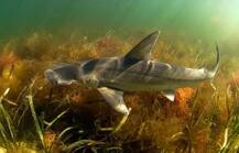 वैज्ञानिकों ने खोज निकाली ऐसी शार्क जो खाती है सिर्फ शाकाहारी भोजन