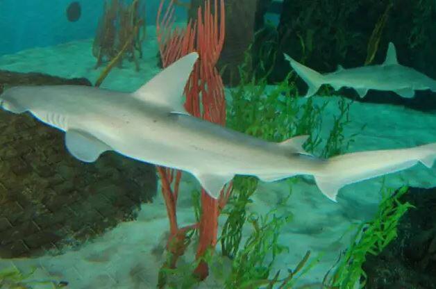 मिआमी की यूनिवर्सिटी-इरविन और फ्लोरिडा इंटरनेशनल यूनिवर्सिटी के विशेषज्ञों की मानें तो खोज में पता चला कि इन्हें दूसरी शार्क से ज्यादा भूख भी लगती है. तस्वीर: एपी