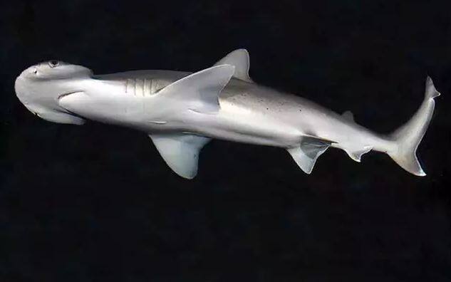 वैज्ञानिकों ने इन पर कई टेस्ट किए तब जाकर पता चला कि ये शार्क्स सिर्फ समुद्र में लगी घासें ही खाती है जिससे इनका पाचन अच्छा होता है. तस्वीर: एपी