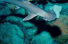 वैज्ञानिकों ने खोज निकाली ऐसी शार्क जो खाती है सिर्फ शाकाहारी भोजन