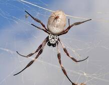 OMG, एक कैदी के कान में मिली जिंदा मकड़ी, जानें फिर क्या हुआ