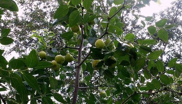 वहां आसपास के गांव के लोगों का विश्वास है कि इस गांव के लोग इसीलिए ब्लाइंड हैं क्योंकि उन्होंने 'लावजुएजा' नाम के पेड़ को देख लिया था. इस पेड़ को देखने के बाद से लोग और पक्षियों की आंखें चली गईं. फोटोः गूगल फ्री इमेज