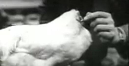  इस कपल ने मुर्गी को आईड्रॉप के जरिए खाना खिलाया. मेडिकल में इस बात पर रिसर्च की गई कि ऐसा कैसे संभव है. इसके लिए उन्होंने कई तरह के टेस्ट किए.   रिसर्च में पाया गया कि माइक के सिर में कुछ मसल्स की कमी थी जिससे सिर कटने के बाद भी खुन बहने के बदले गर्दन में खून के थक्के जम गए.  फोटोः यूट्यूब 