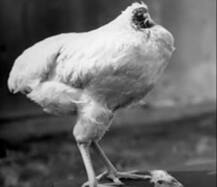 पढ़कर हैरान रह जाएंगे जब जानेंगे कैसे डेढ़ साल की बिना मुंडी के जिंदा रही ये मुर्गी