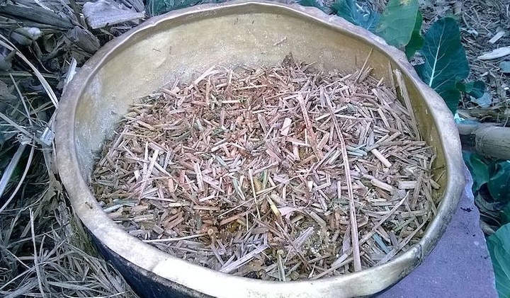 पितृदोष के निवारण के लिए गुप्त दान करना चाहिए. प्रतिदिन पूर्वजों का तर्पण करके क्षमा मांगें. पित्तरों के तर्पण के बाद गाय, कुत्तों और कौओं को खाना दें. पित्तरों के तर्पण के बाद दान दें. पितृपक्ष में गायों के चारे का इंतजाम करें. फोटोः गूगल फ्री इमेज