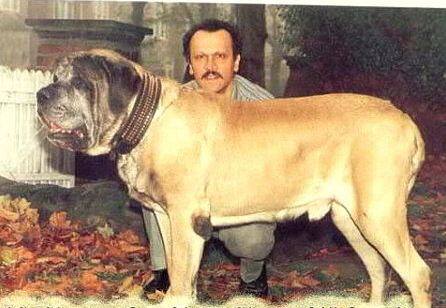  ज़ोरबा नामक डॉग जो कि इंग्लिश मास्टिफ़ है, लंदन का है. जोरबा को सबसे वजनी 343 पाउंड का होने के लिए गिनीज वर्ल्ड रिकॉर्ड मिल चुका है. फोटोः mindblowing