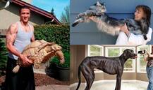 दुनिया के सबसे लंबे, वजनी और बड़े जानवरों के बारे में जानते हैं आप?