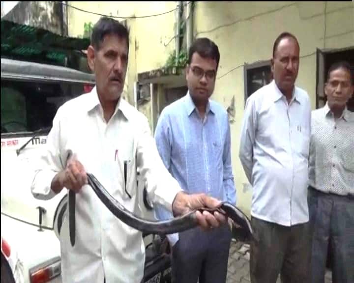 एक करोड़ के सांप के साथ तीन तस्कर गिरफ्तार, बेचने के लिए जा रहे थे मुंबई moradabad police arrest 3 smuggler with a red sand boa snake एक करोड़ के सांप के साथ तीन तस्कर गिरफ्तार, बेचने के लिए जा रहे थे मुंबई