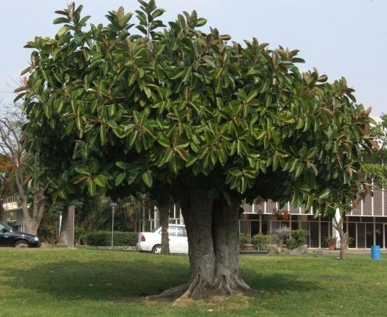 पितृदोष को दूर करने के लिए दूसरे लोगों के लिए छायादार और फलदार वृक्ष लगाएं. फोटोः गूगल फ्री इमेज
