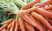 Carrot Health Benefits: শরীর ভাল রাখতে জুড়ি নেই গাজরের