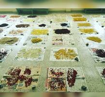 इंसानी दिमाग को अब हाथ में उठा खिंचवा सकते हैं फोटो, ये तस्वीरें कुछ इसी ओर इशारा कर रही हैं