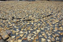 कानपुर: तीन महीने बंद रहेंगी 400 टेनरियां, 8 लाख कर्मचारी रहेंगे बेरोजगार- 2500 करोड़ का होगा नुकसान