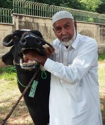 भैंस बेच \'गरीब पाकिस्तान\' के लिए पैसे जुटा रहे इमरान खान, नवाज समर्थक बने खरीददार