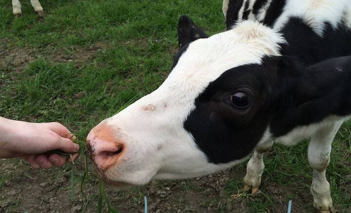 प्रकृति को नष्ट करने, गो हत्या करने, स्त्रियों को परेशान करने, भ्रूण हत्या करने वालों को पितृदोष लगता है. फोटोः गूगल फ्री इमेज