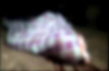 मॉब लिंचिंग: पीड़ित के परिवार को कोर्ट ने दिया पांच लाख रुपये का मुआवजा