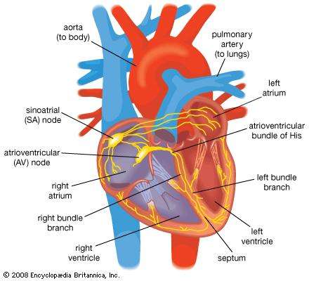 World Heart Day: ये हैं कुछ एक्सरसाइज जो रख सकते हैं आपके हार्ट को सेहतमंद