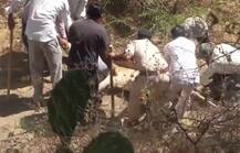 गुजरात: गीर का जंगल बना बब्बर शेरों की कब्रगाह, 18 दिन में 21 की मौत