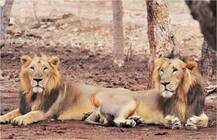 गुजरात: आपसी लड़ाई में 11 शेरों की मौत, 12 ने बचाव केंद्र में तोड़ा दम