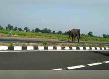 13 लोगों की जान लेने वाली बाघिन को पकड़ने के लिए लाए गए हाथी के हमले में एक महिला की मौत