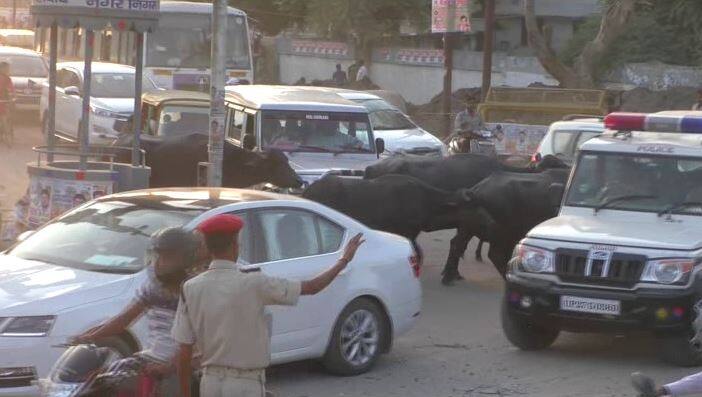 जब भैंसों के झुंड ने रोक लिया योगी के कैबिनेट मंत्री का काफिला, मचा हड़कंप