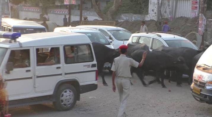 जब भैंसों के झुंड ने रोक लिया योगी के कैबिनेट मंत्री का काफिला, मचा हड़कंप