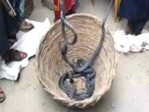 कन्नौज में एक ही घर से निकले 14 कोबरा, इलाके भर में दहशत का माहौल