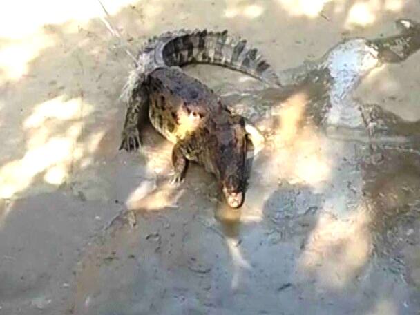 crocodile found in amroha gajraula kharagpur village सुबह नींद खुली तो घर में टहल रहा था मगरमच्छ, देखते ही मच गई चीख-पुकार