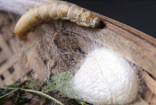 डॉक्टर्स के एक ग्रुप ने महिला के गाल से इस घाव को साफ कर 50 जिंदा कीटों को बाहर निकाला. साथ ही महिला के गाल से डेड सेल्स को भी निकाल दिया गया. फोटोः गूगल फ्री इमेज