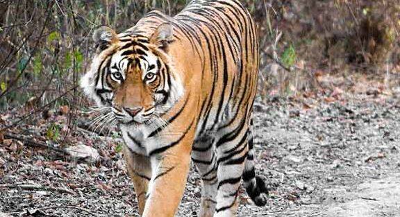 महाराष्ट्र: 45 दिन से जारी है सर्च ऑपरेशन लेकिन नहीं मिली आदमखोर बाघिन, अब तक 13 की ली जान mumbai maharashtra yavatmal search operation to search for the man eater tigress महाराष्ट्र: 45 दिन से जारी है सर्च ऑपरेशन लेकिन नहीं मिली आदमखोर बाघिन, अब तक 13 की ली जान