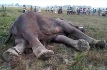 हाथी ने मचाया तांडव, महावत को बचाने आगे आई पत्‍नी को भी रौंदा