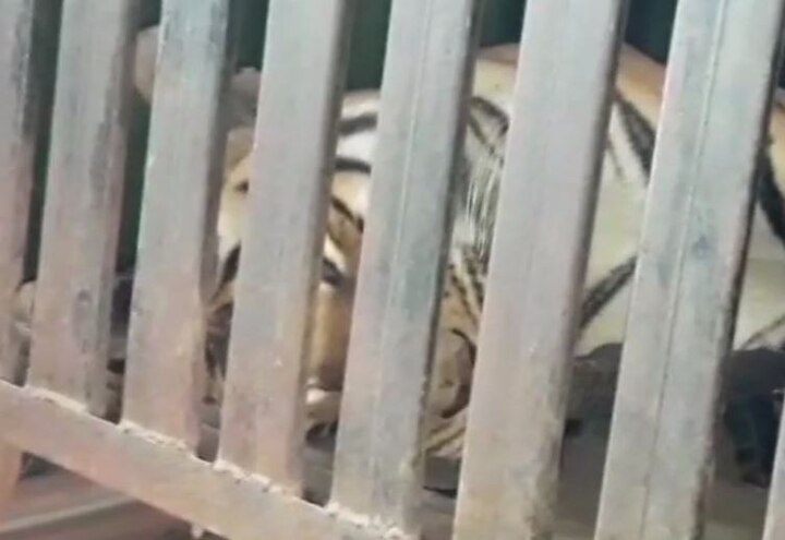 Maharashtra Man eater tigress Avni killed in Yavatmal 13 लोगों की जान लेने वाली आदमखोर बाघिन मारी गई, खुशी से झूमे लोग, बांटी मिठाईयां