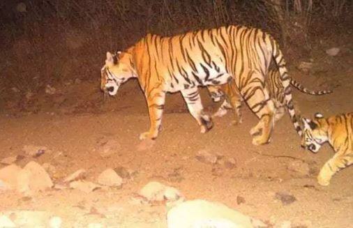 दो साल में करीब 13 लोगों को मार चुकी बाघिन अवनी को महाराष्ट्र के यवतमाल जिले में शूटर असगर अली और वन विभाग की टीम ने मार गिराया है. वन विभाग ने अवनी (टी1) नाम की बाघिन को सुरक्षित पकड़ने की कोशिश की लेकिन ज़द में नहीं आने की वजह से उसे गोली मारनी पड़ी. अब विभाग को अब उसके दो बच्चों की तलाश है क्योंकि मां के बगैर वह ज्यादा देर तक जंगल में जिंदा नहीं रह सकते हैं.