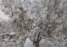 भारी बर्फबारी से हिमाचल के किन्नौर जिले में सेब की फसल को पहुंचा नुकसान, देखें तस्वीरें