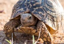 यूपी के वाराणसी से बरामद हुई कछुए की 36 किलो खाल, थाईलैंड भेजने वाले थे तस्कर