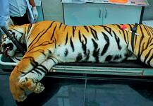 मेनका गांधी ने बाघिन अवनी के एनकाउंटर पर उठाए सवाल, राहुल गांधी ने भी किया जिक्र