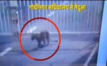 गांधीनगर: गुजरात विधानसभा में घुसे तेंदुए को वन विभाग कर्मचारियों ने 12 घंटे बाद पकड़ा