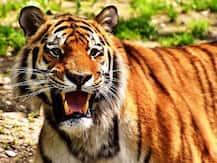 लखीमपुर: आदमखोर बाघ का नाम \'मुस्तफा\' रखने पर बवाल, मुस्लिम समाज ने जताई नाराजगी