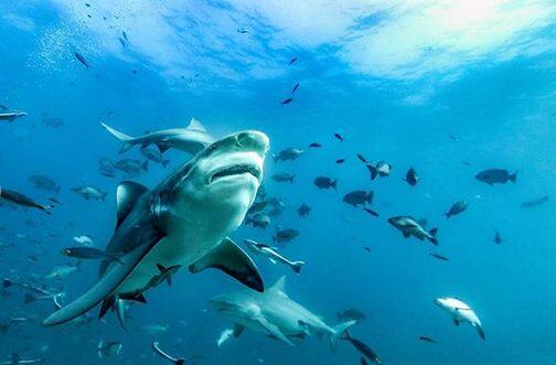 इन तस्वीरों में वे डाइविंग की तैयारी कर रही हैं. फोटोः इंस्टाग्राम