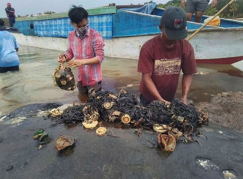 Indonesia: मृत व्हेल के पेट से मिले 115 प्लास्टिक कप, बोतलें, बैग का कचरा, देखें तस्वीरें
