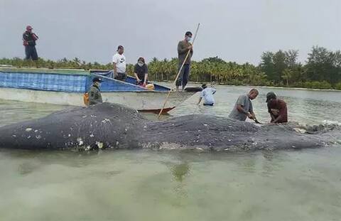 Indonesia: मृत व्हेल के पेट से मिले 115 प्लास्टिक कप, बोतलें, बैग का कचरा, देखें तस्वीरें