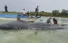 Indonesia: मृत व्हेल के पेट से मिले 115 प्लास्टिक कप, बोतलें, बैग का कचरा, देखें तस्वीरें