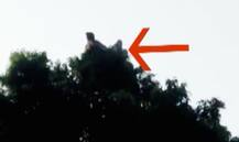 बहराइच: 100 फिट ऊंचे पेड़ पर आसन लगाते हैं बाबा, लोग मान रहे हैं चमत्कार