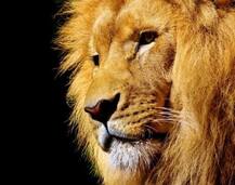 गुजरात: सफारी पार्क में काम करने वाले श्रमिक पर शेर ने कर दिया हमला, मौत