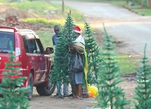 दुनिया के कोने-कोने से आई क्रिसमस-ट्री की खूबसूरत तस्वीरें, देख आप भी हो जाएंगे खुश