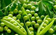 सर्दियों में मटर खाने से हृदय रोग और फैट कम करने में मिलती है मदद, तस्वीरों के जरिए जानें