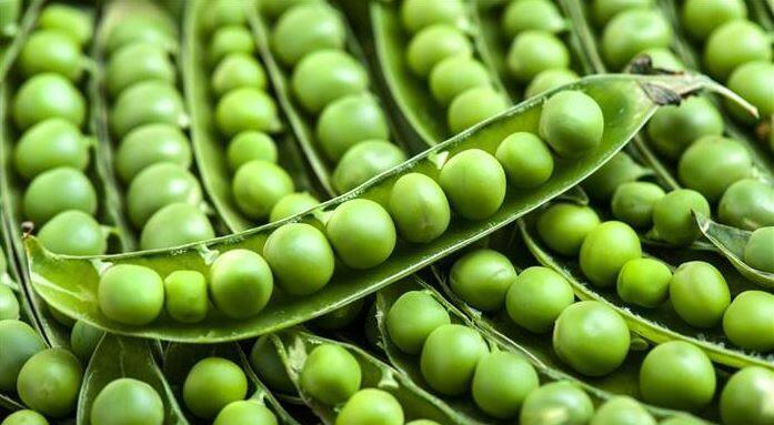 हरी मटर खाने से शरीर में कोलेस्ट्रॉल के लेवल में भी काफी सुधार देखा गया है. तस्वीर: गूगल फ्री इमेज