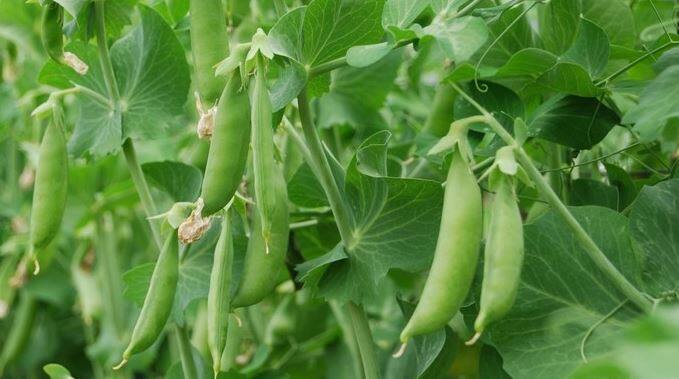 हरी मटर की फली में लोहा, जिंक, मैंगनीज, कॉपर की भी मात्रा ज्यादा होती है जो शरीर को कई तरह की बीमारियों से बचाने में मदद करती है. तस्वीर: गूगल फ्री इमेज 