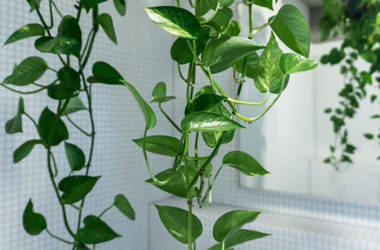 Your home may be polluted by this plant free of charge आपके घर को प्रदूषण मुक्त बना सकता है ये प्लांट