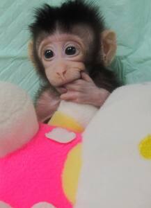 Year Ender 2018: डिज़ाइनर बेबी-क्लोन मंकी पर हुआ विवाद, गर्भाशय-लिंग ट्रांसप्लांट की सफलता का मना जश्न